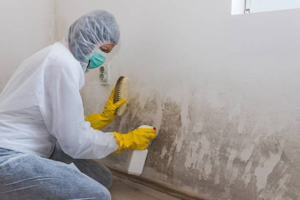 Best Emergency Mold Removal  in Carrizo Hill, TX