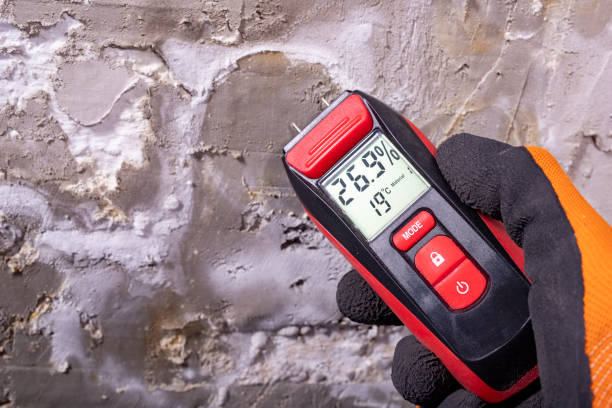 Best Home Mold Removal  in Carrizo Hill, TX
