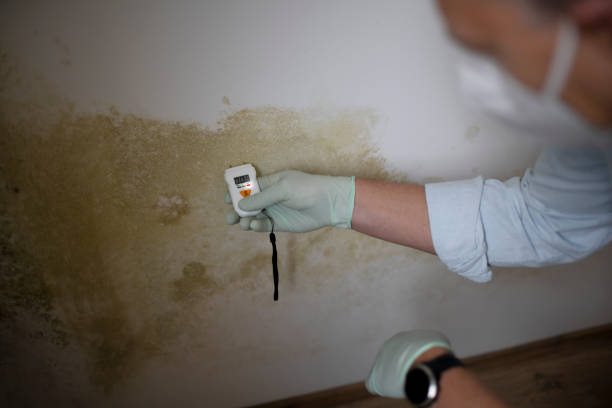 Best Commercial Mold Removal  in Carrizo Hill, TX