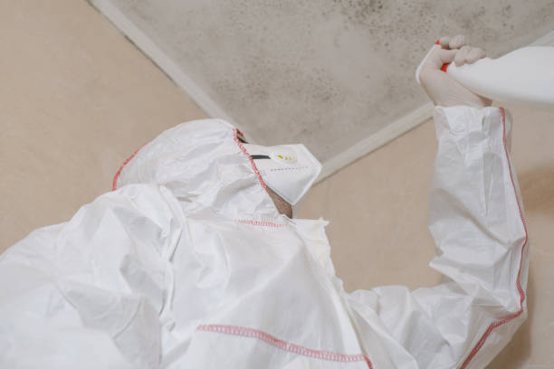 Best Mold Remediation  in Carrizo Hill, TX