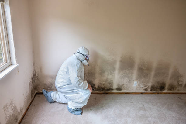 Best Mold Removal and Inspection  in Carrizo Hill, TX