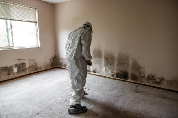 Best Same-Day Mold Removal  in Carrizo Hill, TX