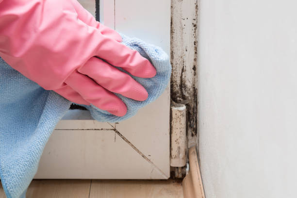 Best Emergency Mold Removal  in Carrizo Hill, TX