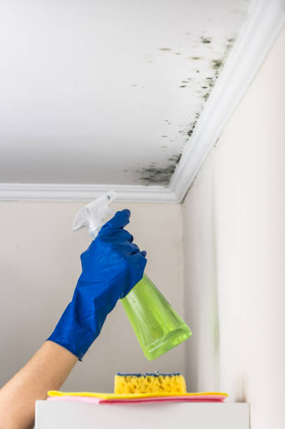 Best Mold Damage Repair  in Carrizo Hill, TX